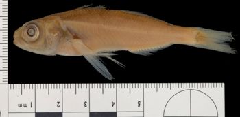 Media type: image; Ichthyology 42974